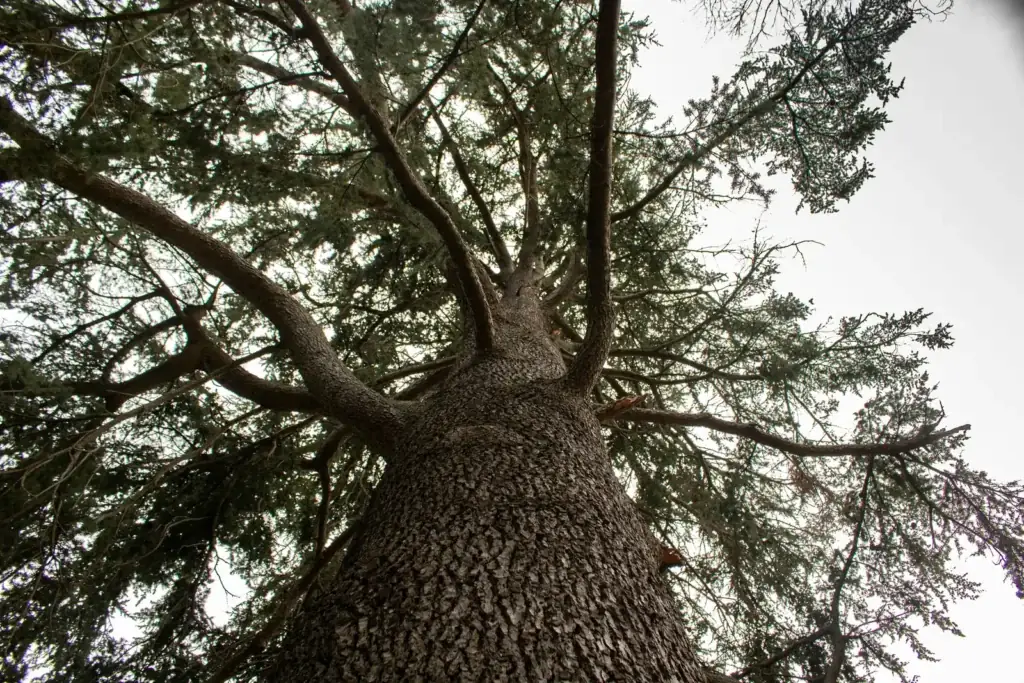 Tree trunk with branches spreading out
